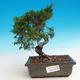 Vonkajšie bonsai - Juniperus chinensis Itoigava-Jalovec čínsky - 1/3