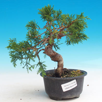 Vonkajšie bonsai - Juniperus chinensis Itoigava-Jalovec čínsky - 1