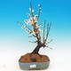 Vonkajší bonsai -Japonská marhuľa - Prunus mume - 1/2