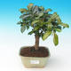 Izbová bonsai - Eugenia unoflora - Austrálska čerešňa - 1/2