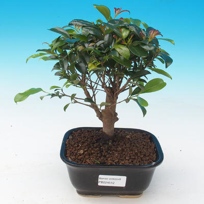 Izbová bonsai - Eugenia unoflora - Austrálska čerešňa - 1