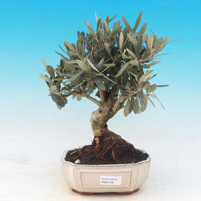 Izbová bonsai - Olea europaea - Oliva európska - 1