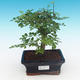 Izbová bonsai - Fraxinus uhdeii - izbový Jaseň - 1/2