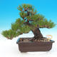 Vonkajšie bonsai - Pinus thunbergii - Borovica thunbergova - 1/6