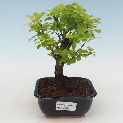 Pokojová bonsai - Duranta erecta Aurea PB2191515 - 1