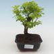 Pokojová bonsai - Duranta erecta Aurea PB2191515 - 1/3