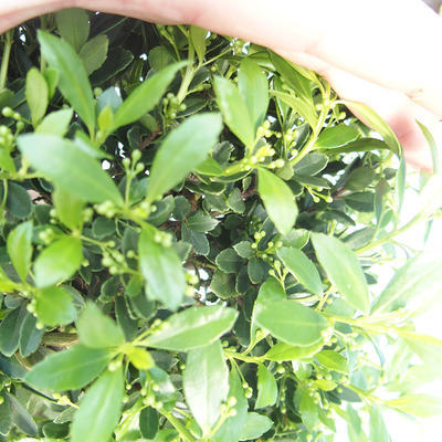 Pokojová bonsai - Ilex crenata - Cesmína PB220560 - 1