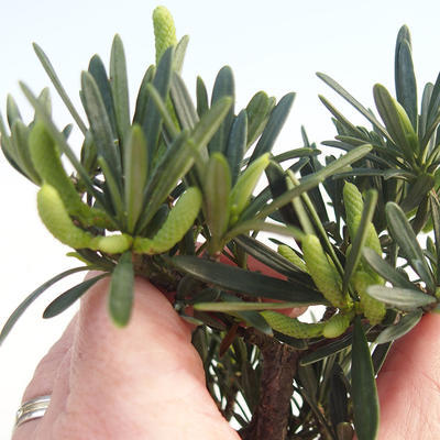 Pokojová bonsai - Podocarpus - Kamenný tis PB220592 - 1