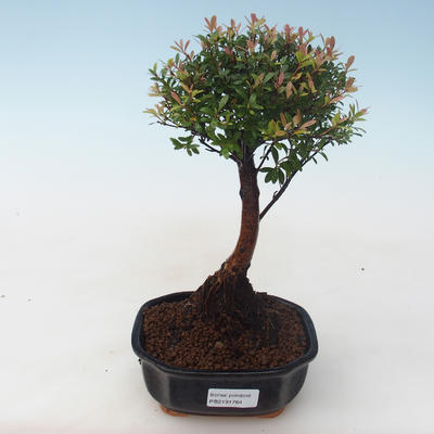 Pokojová bonsai - Syzygium - Pimentovník PB2191764 - 1