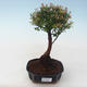 Pokojová bonsai - Syzygium - Pimentovník PB2191764 - 1/3