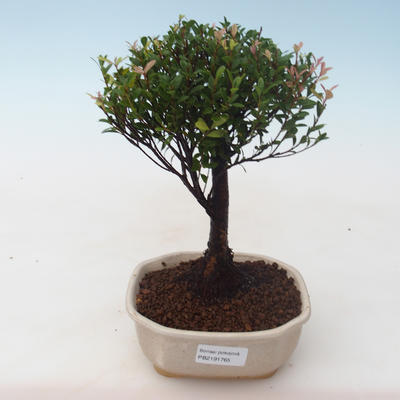 Pokojová bonsai - Syzygium - Pimentovník PB2191765 - 1