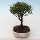 Pokojová bonsai - Syzygium - Pimentovník PB2191765 - 1/3