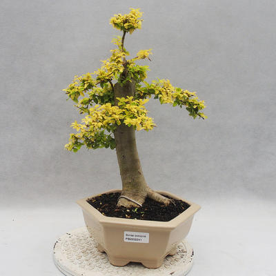 Izbová bonsai -Ligustrum Aurea - Vtáčí zob - 1