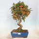 Vonkajší bonsai -Malus halliana - Maloplodá jabloň - 1/5
