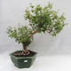 Izbová bonsai - Austrálska čerešňa - Eugenia uniflora - 1/5