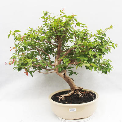 Izbová bonsai - Austrálska čerešňa - Eugenia uniflora - 1