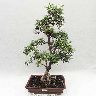 Izbová bonsai -Eleagnus - hlošina - 1