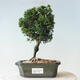 Vonkajší bonsai - Cham.pis obtusa Nana Gracilis - Cyprus - 1/2