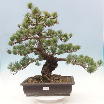 Vonkajší bonsai - Pinus parviflora - borovica drobnokvetá - 1