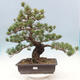 Vonkajší bonsai - Pinus parviflora - borovica drobnokvetá - 1/4