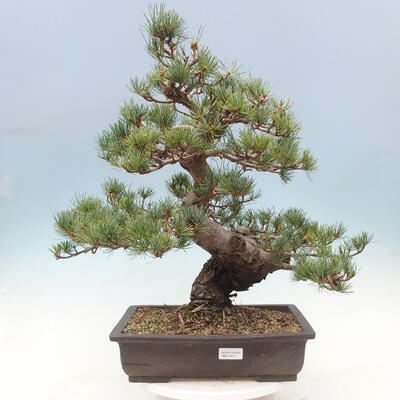 Vonkajší bonsai - Pinus parviflora - borovica drobnokvetá - 1