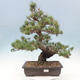 Vonkajší bonsai - Pinus parviflora - borovica drobnokvetá - 1/4
