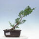 Vonkajšie bonsai - Juniperus chinensis Itoigawa-Jalovec čínsky - 1/4