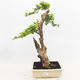 Izbová bonsai - Durant erecta aurea - 1/6
