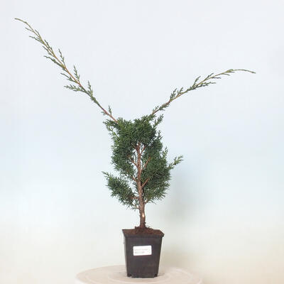 Vonkajšie bonsai - Juniperus chinensis Kishu -Jalovec čínsky