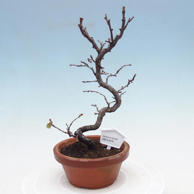 Venkovní  bonsai -  Chaneomeles chinensis - Kdoulovec čínsky - 1