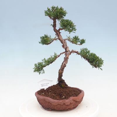 Vonkajšie bonsai - Juniperus chinensis -Jalovec čínsky