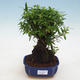 Izbová bonsai - Serissa foetida - Strom tisíce hviezd - 1/2