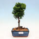 Vonkajší bonsai - Cham.pis obtusa Nana Gracilis - Cyprus - 1/3