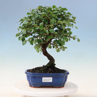 Vonkajší bonsai - Cotoneaster horizontalis - Skalník - 1
