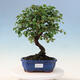 Vonkajší bonsai - Cotoneaster horizontalis - Skalník - 1/2