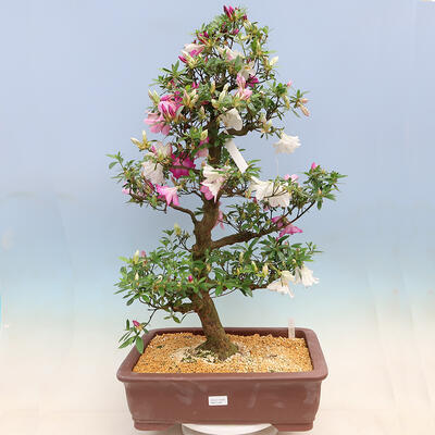 Vonkajší bonsai - Japonská azalka SATSUKI- Azalea KINSHO - 1