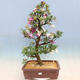 Vonkajší bonsai - Japonská azalka SATSUKI- Azalea KINSHO - 1/7
