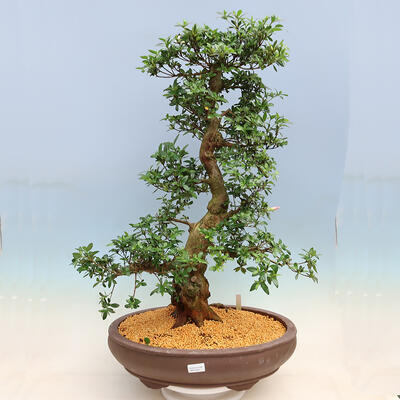 Vonkajší bonsai - Japonská azalka SATSUKI- Azalea SHUSHUI - 1