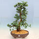 Vonkajší bonsai - Japonská azalka SATSUKI- Azalea SHUSHUI - 1/6
