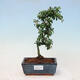 Vonkajší bonsai-Cotoneaster dammeri - Skalník Damerov - 1/3