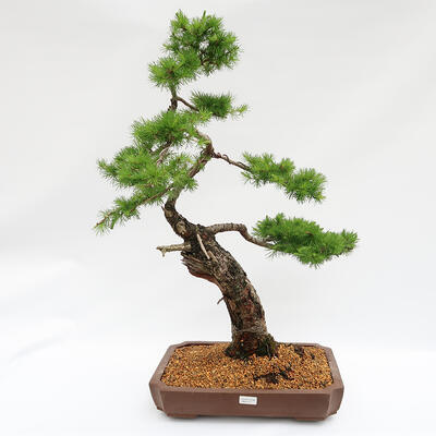 Vonkajší bonsai -Larix decidua - Smrekovec opadavý - Len paletová preprava - 1