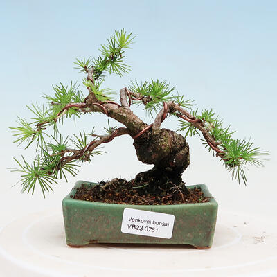 Vonkajší bonsai -Larix decidua - Smrekovec opadavý - 1