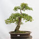 Vonkajší bonsai - Hloh - Crataegus monogyna - 1/6