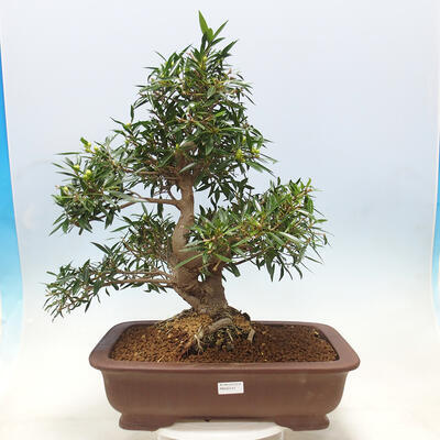 Izbová bonsai - Ficus nerifolia - malolistý fikus - 1
