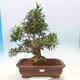 Izbová bonsai - Ficus nerifolia - malolistý fikus - 1/4