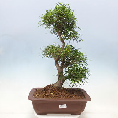 Izbová bonsai - Ficus nerifolia - malolistý fikus - 1