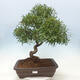 Izbová bonsai - Ficus nerifolia - malolistý fikus - 1/4