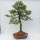 Vonkajšie bonsai - Pinus parviflora - Borovica drobnokvetá - 1/5
