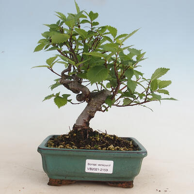 Vonkajšia bonsai-Ulmus glabra-brest tuhý
