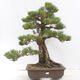 Vonkajšie bonsai - Pinus thunbergii - Borovica thunbergova - 1/5